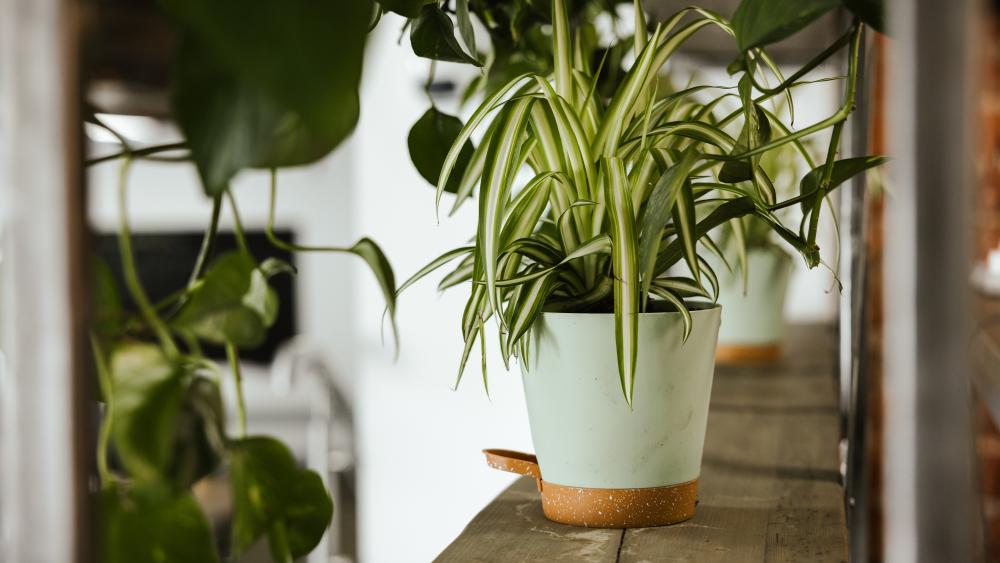 A plant on a shelf