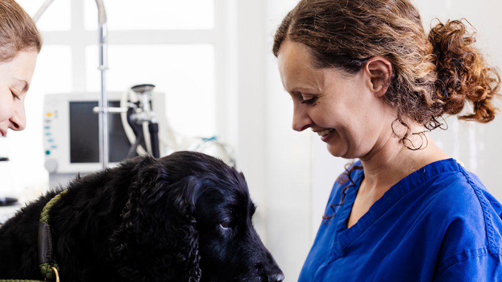Two vets treating a dog