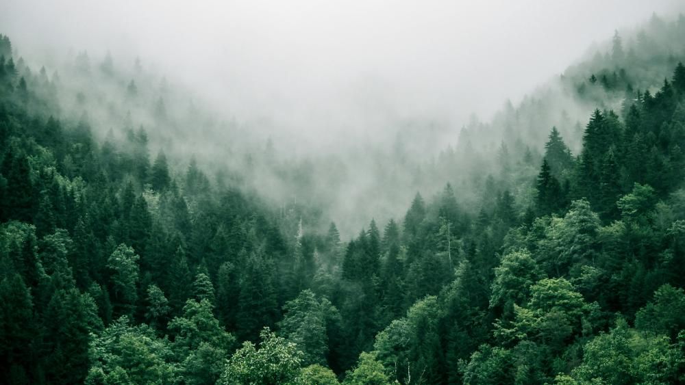 A background image of trees in a forest